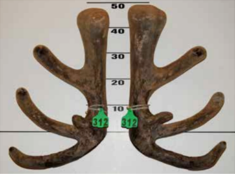 Altrive 22-14 (9.56 kg) 2017 1st place winner of the 3 Year Red deer velvet section at Annual NZ National Deer Velvet & Antler Competion